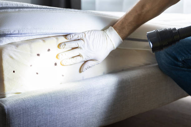 Best Local Pest Control Services  in Woodland, CA