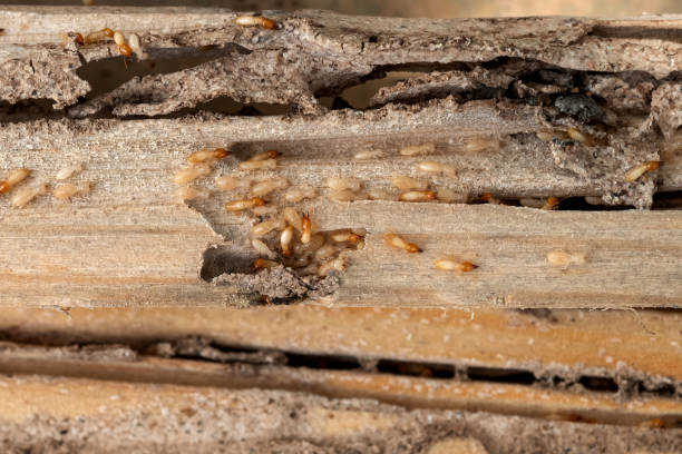 Best Mosquito Control Services  in Woodland, CA