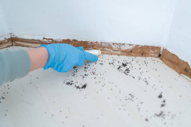 Best Emergency Pest Control  in Woodland, CA